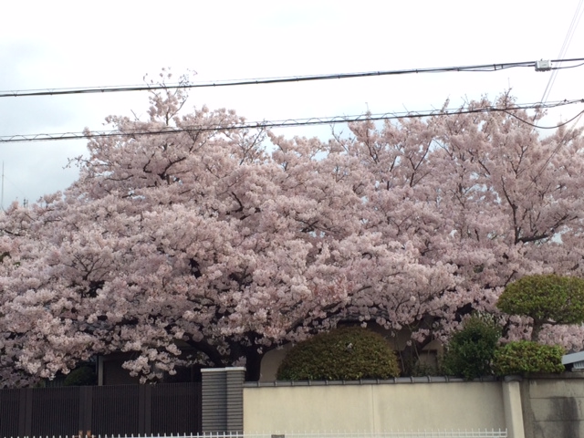 仕事帰りの満開の桜