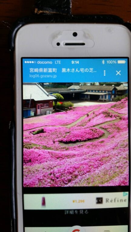 宮崎県の芝桜