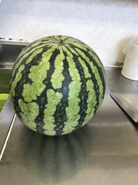 スイカの差し入れ🍉