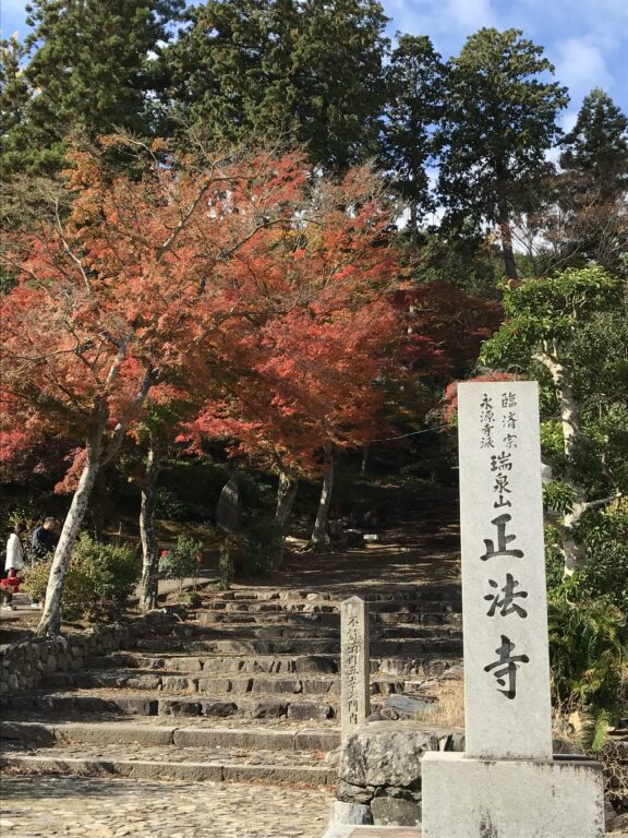 今年の紅葉🍂