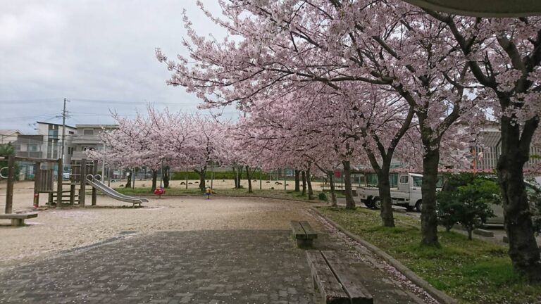 満開の桜🌸