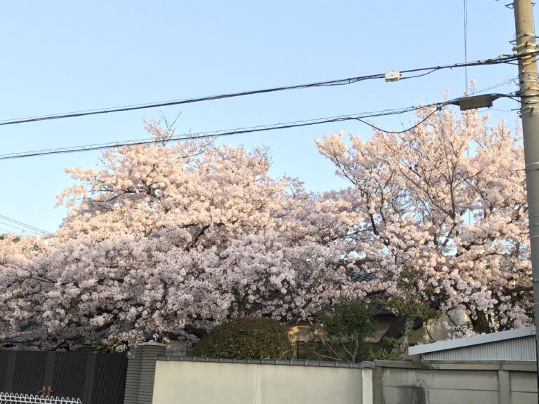 今年見納めの桜