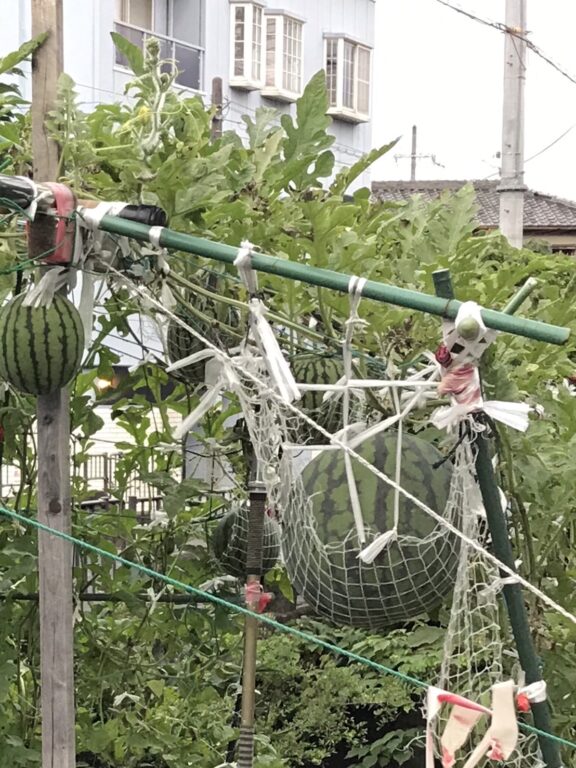 庭のスイカとアクアの日常