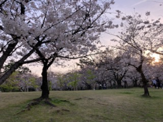 今年は桜を見ることができました🌸