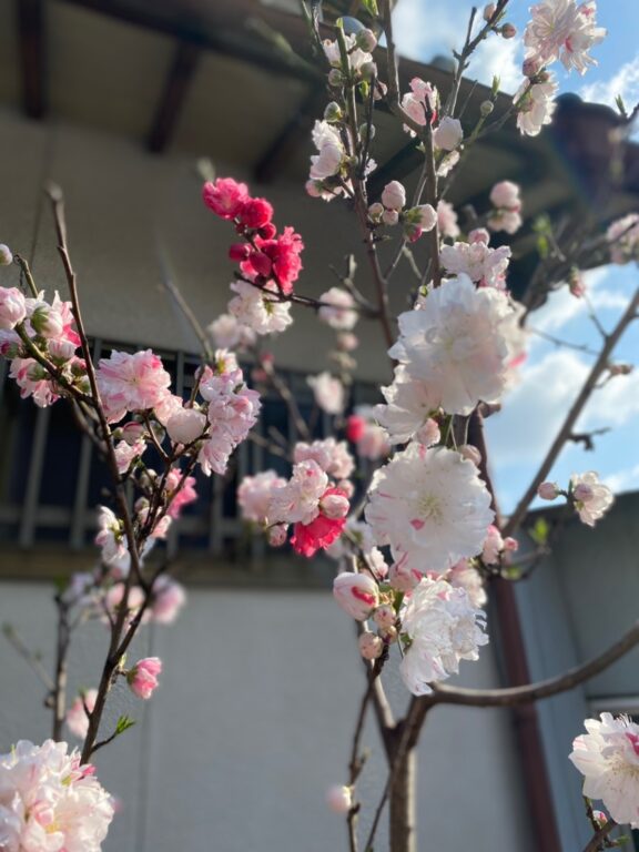 桃の木と桜の花