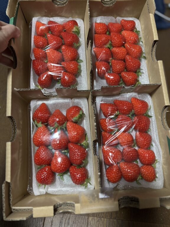 身に覚えのないイチゴ🍓