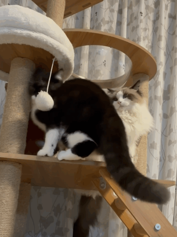 猫ちゃん２人その後…