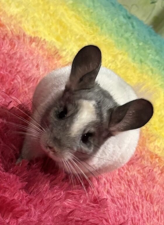 スタッフのペット紹介